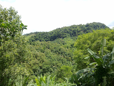 natural forest bandarban