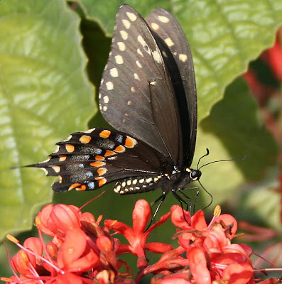 Swallowtail