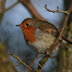 Tame Robin