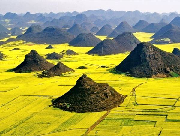 Yellow Flowering Rapeseed In China