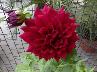 Red Dahlia Flowers