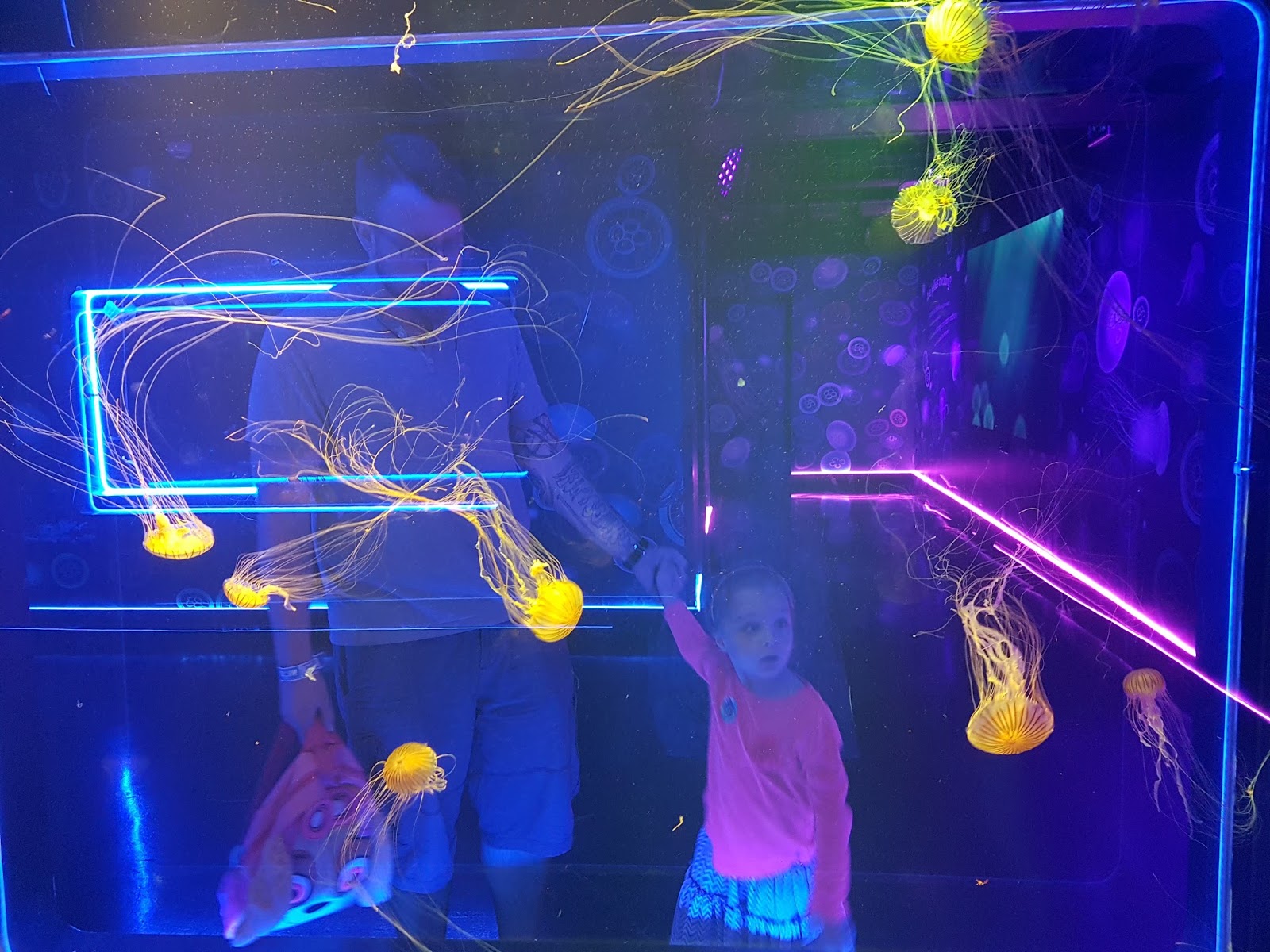 jellyfish wall at london aquarium ocean invaders jellyfish exhibition 