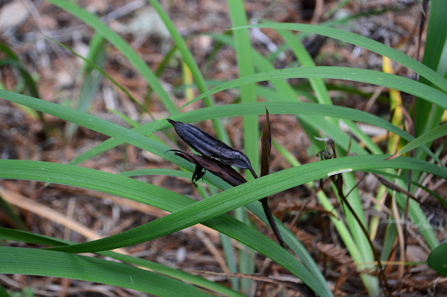 last year's seed pods