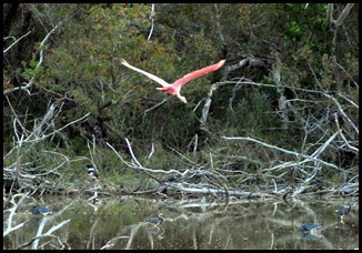 09d - Another Roseate, a Belted Kingfisher and Tri-Colored herons