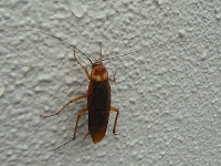 Cockroach climbing the wall