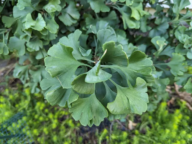 Spring Grove Ginkgo Tree - Dwarf Ginkgo