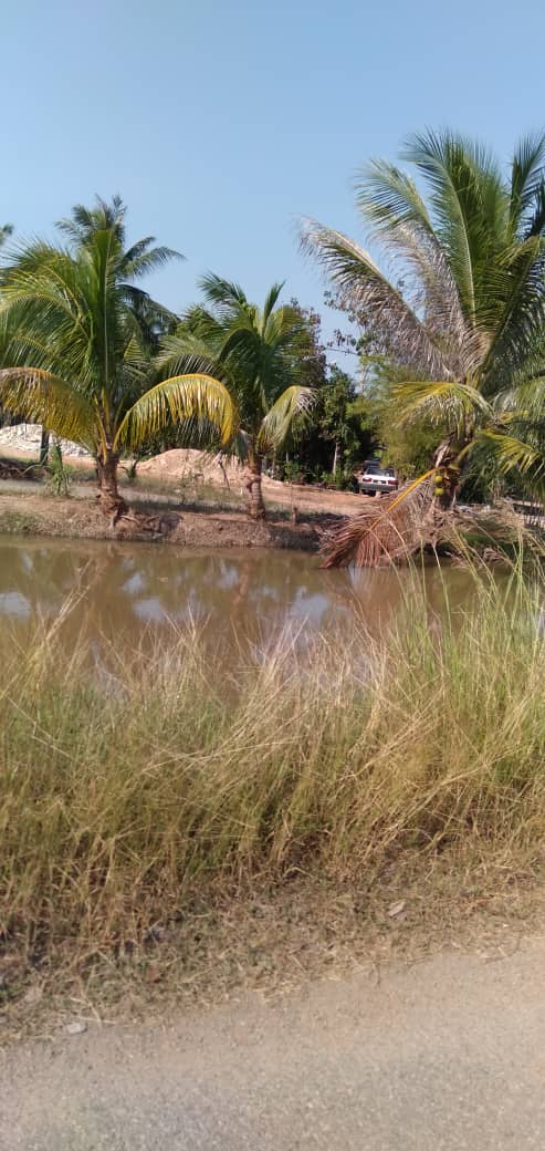 TANAH LOT DI KEDAH UNTUK DIJUAL MURAH