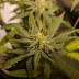 Medical Marijuana States See Big Drop in Drug Prescriptions and Medicare Spending