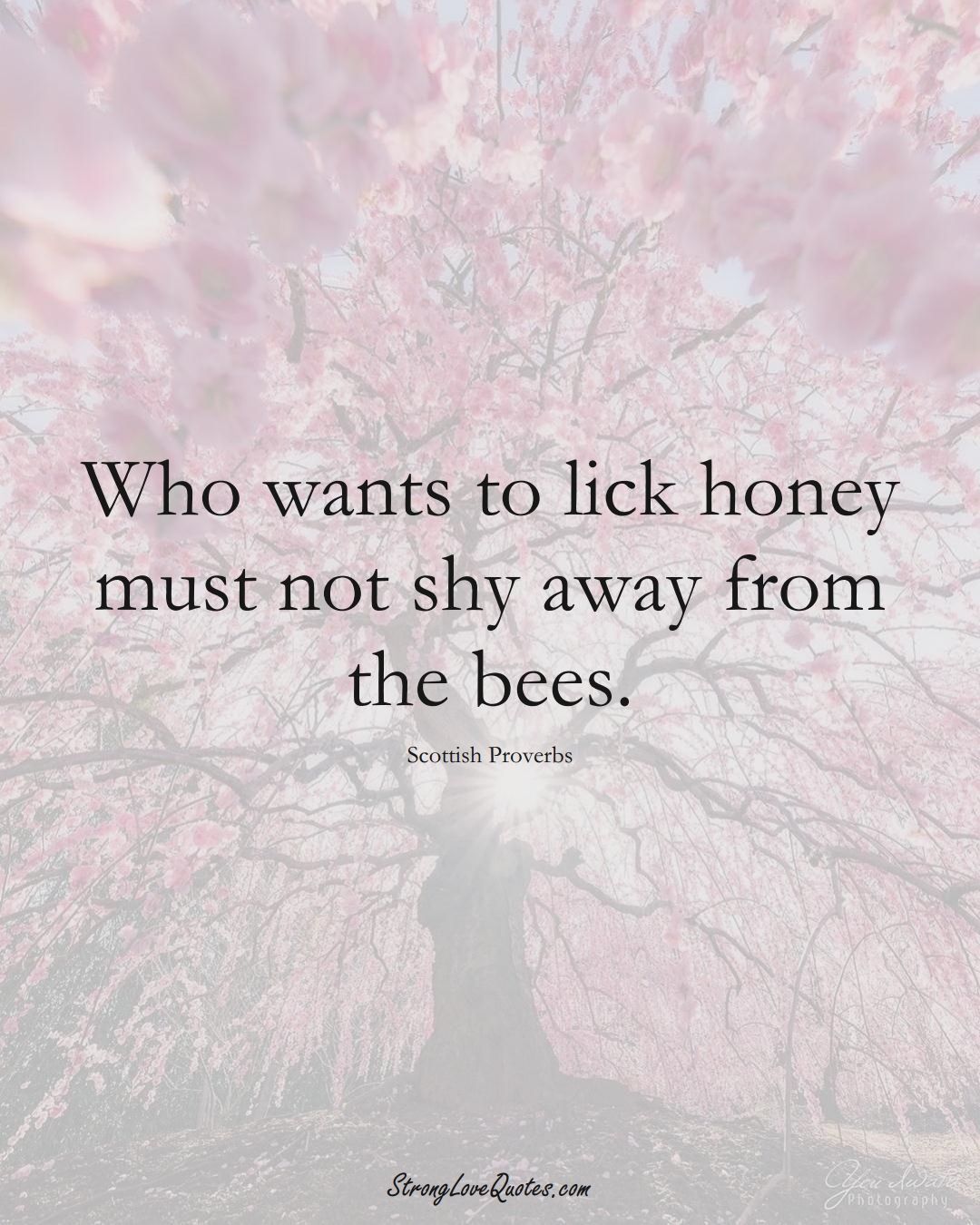Who wants to lick honey must not shy away from the bees. (Scottish Sayings);  #EuropeanSayings
