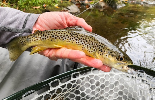 Wild Smoky Mountain brown trout on a dry fly