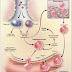 Mediators of inflammation