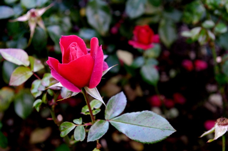 IMGP0258