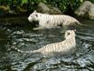 White Tigers - Singapore Zoological Gardens