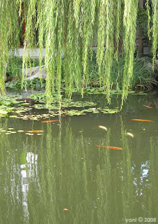carp pond with willow
