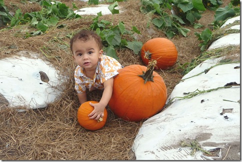 Bedners - Ethan pumpkins