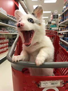 Cachorro de sale de compras al supermercado : su reacción es impresionante