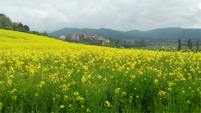 Campos de colza en Urizaharra