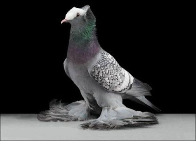 Saxon Monk Pigeon