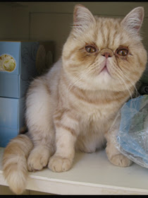 Foto Kucing Exotic Shorthair