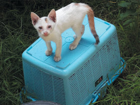 Foto-Foto Anak Kucing Lucu di Luar Jendela Kamar Kost Gue 12