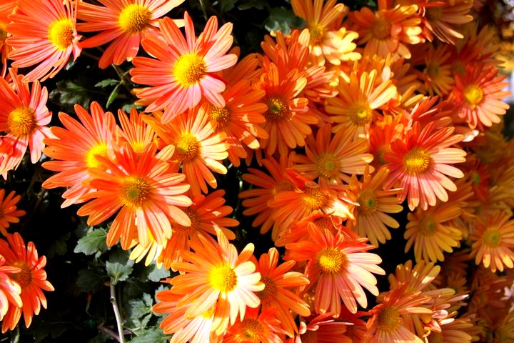 Bulaklak Decor Orange  Aster 