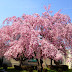しだれ桜
