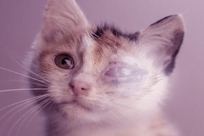 Cara Mengobati Sakit Mata pada Kucing Klamidia