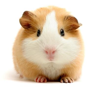 cute guinea pig