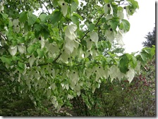 hankie tree