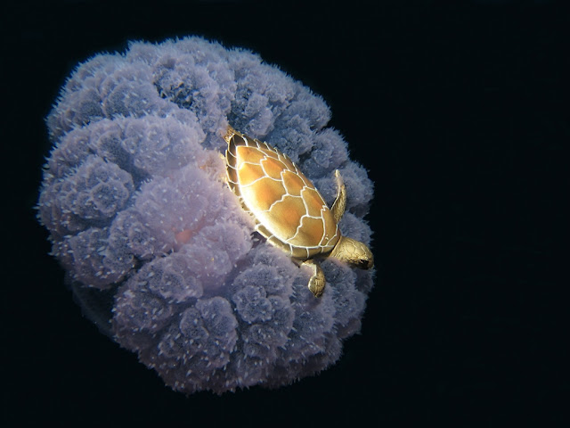 funny animal pictures, turtle on jellyfish's head