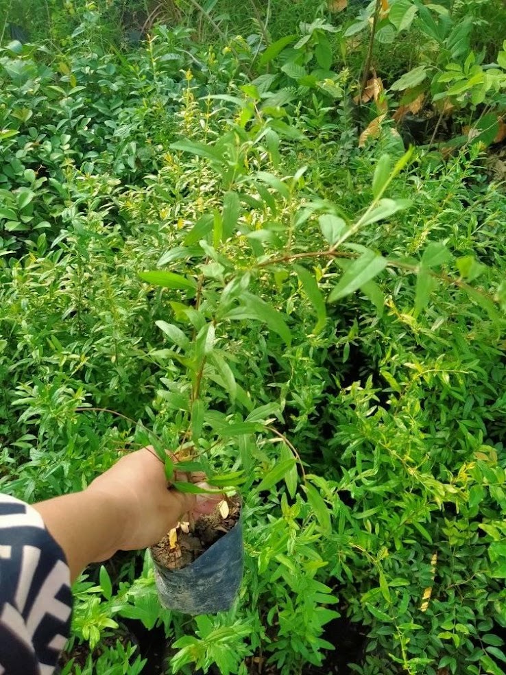 jual pohon buah bibit delima putih cepat palembang Magelang