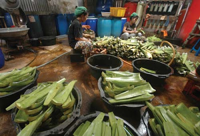 ALOEVERA : Para perempuan pekerja di I Sun Vera, Siantan sedang membersihkan tanaman lidah buaya sebelum diolah menjadi aneka produk makanan dan minuman. FOTO MUDJADI/PONTIANAKPOST 