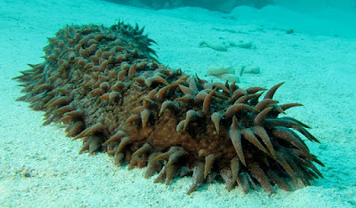 Pictures Of Sea Cucumbers4