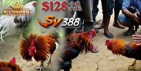 JUDI SABUNG AYAM ONLLINE TERPERCAYA AGEN SV388 LINK DAFTAR AMAN DI INDONESAIA