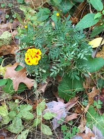 late blooming marigold