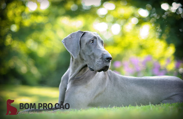 80 legendas perfeitas para fotos de cães: de fofas a engraçadas