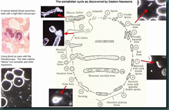 somatidcycle2