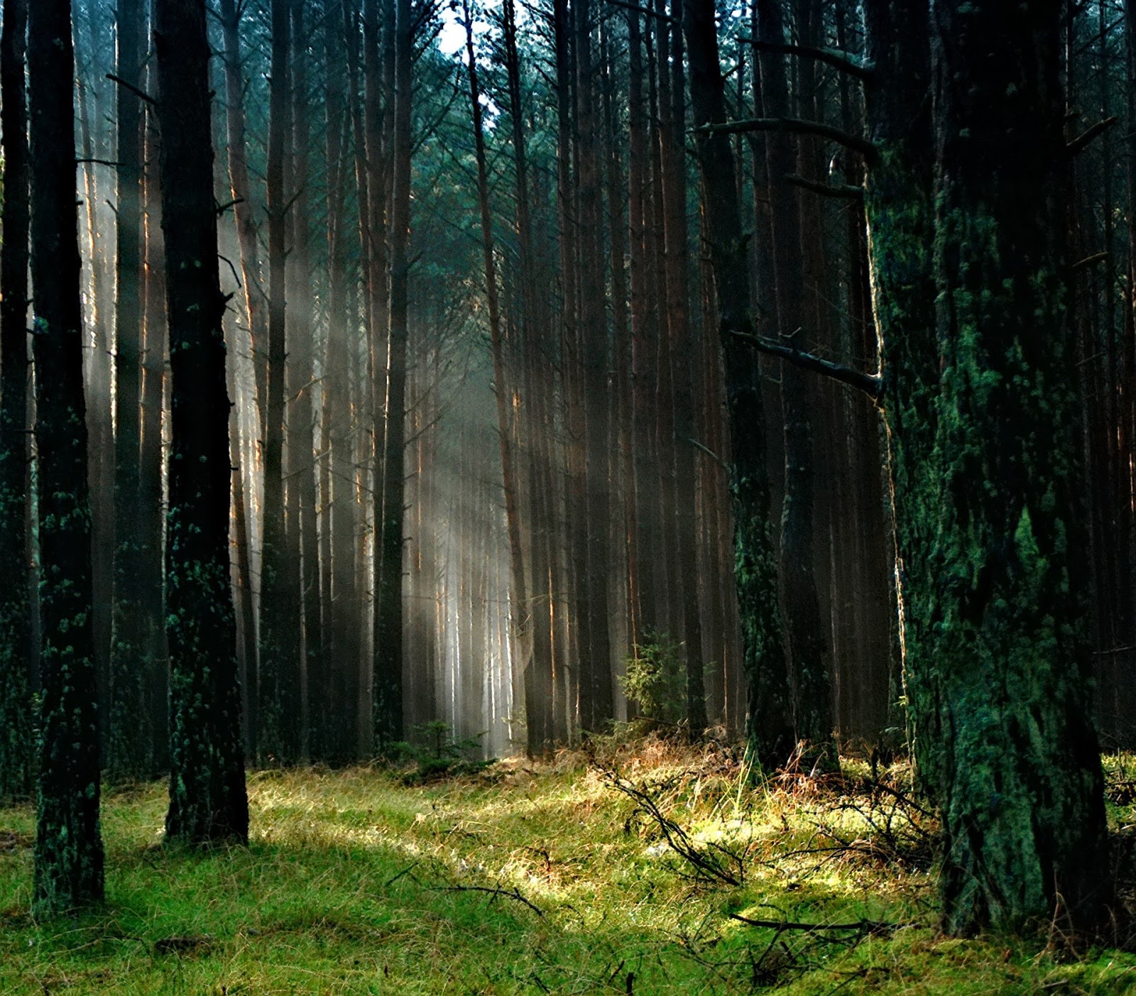 10 Foto Pemandangan Alam Hutan Bebas Gambar Indah