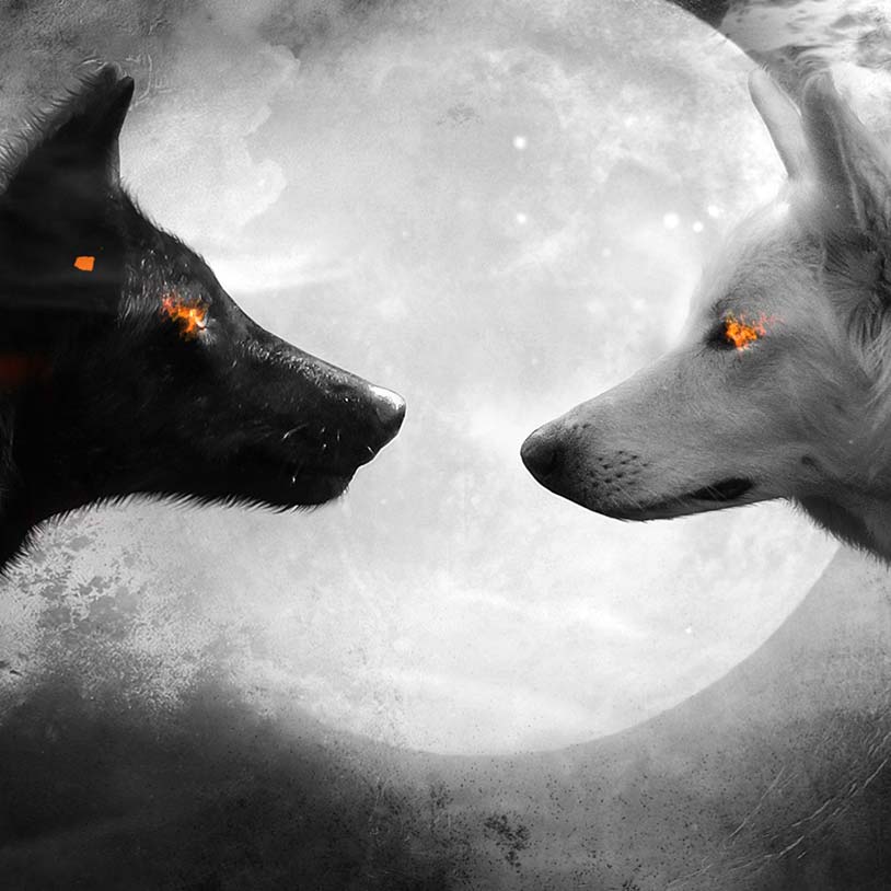  Black  and White  Wolf  Wallpaper  Engine Download Wallpaper  