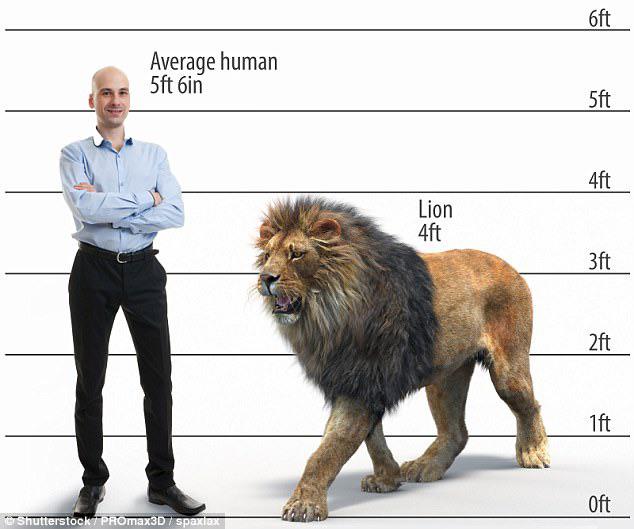 Human vs Lion ||who is more dangerous