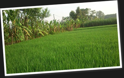 View album