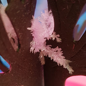 Close up crystal from Magic tree salt with pink colouring