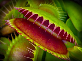 People like to watch the Venus flytrap snap shut, but how it is discriminating are coming to light. This is another example of the Creator's handiwork.