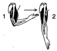 Gambar berikut menunjukkan mekanisme gerak antagonis  otot 