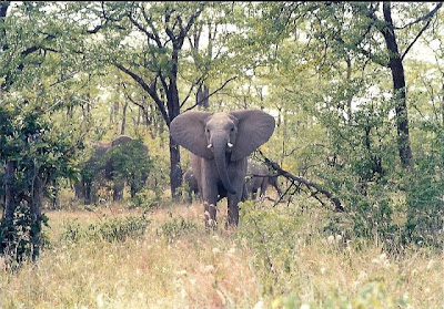 African-Elephant