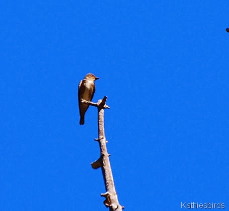 6. vested bird-kab