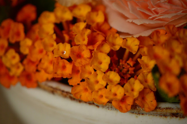 Lantana, small sunny garden