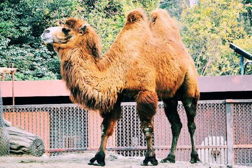 Animales del Bosque de Chapultepec: Camello