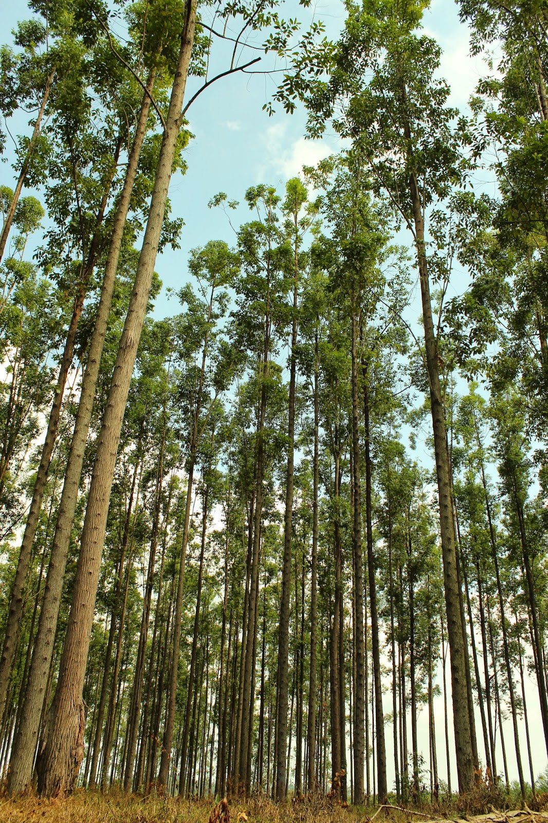 Kebun Benih Eucalyptus  pellita HTI PT Musi Hutan Persada 