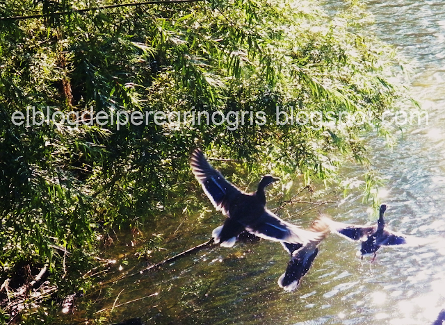 patos-volando